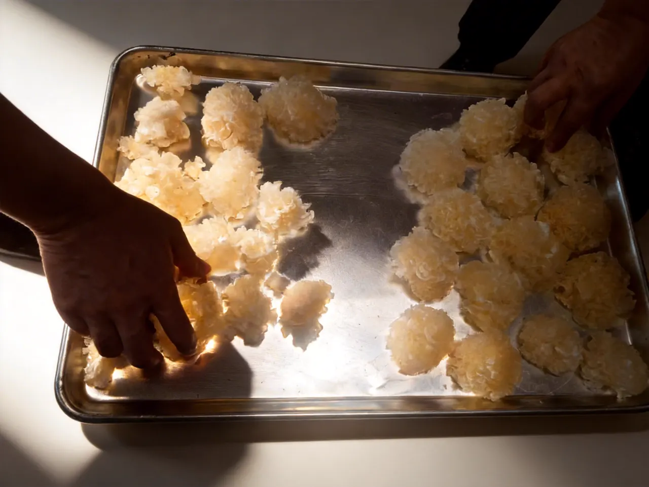 Worker arranging freeze dried product on trays before loading, showing how loading density affects batch throughput